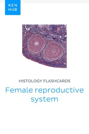 Book cover of Histology flashcards: Female reproductive system