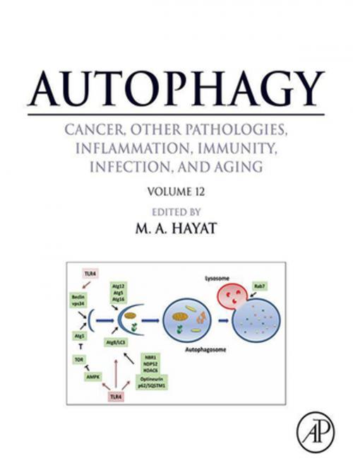 Cover of the book Autophagy: Cancer, Other Pathologies, Inflammation, Immunity, Infection, and Aging by , Elsevier Science