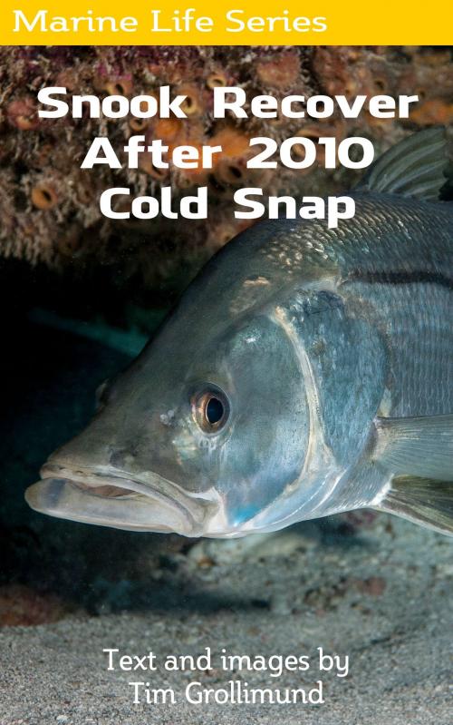 Cover of the book Snook Recover After 2010 Cold Snap by Tim Grollimund, Tim Grollimund