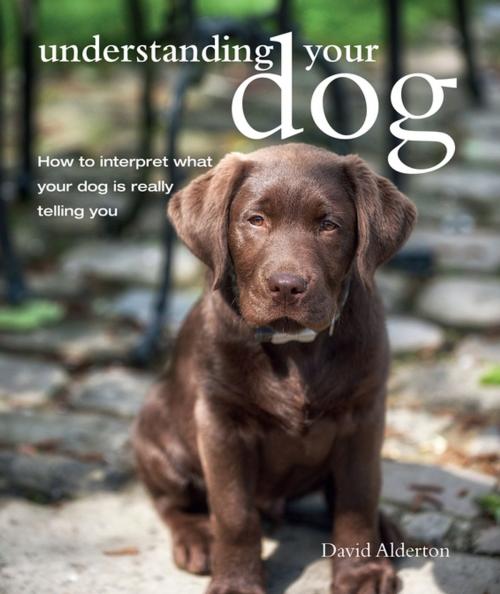 Cover of the book Understanding Your Dog by David Alderton, Ryland Peters & Small