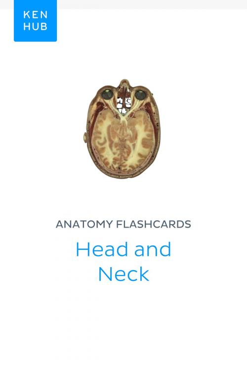 Cover of the book Anatomy flashcards: Head and Neck by Kenhub, Kenhub