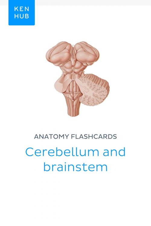Cover of the book Anatomy flashcards: Cerebellum and brainstem by Kenhub, Kenhub