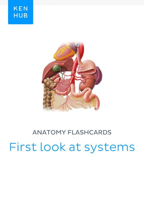 Cover of the book Anatomy flashcards: First look at systems by Kenhub, Kenhub