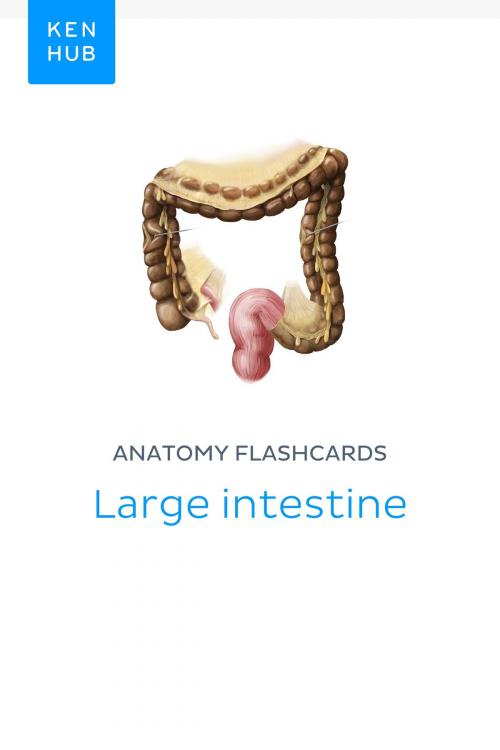 Cover of the book Anatomy flashcards: Large intestine by Kenhub, Kenhub