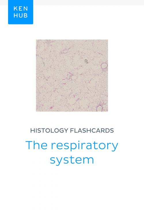 Cover of the book Histology flashcards: The respiratory system by Kenhub, Kenhub