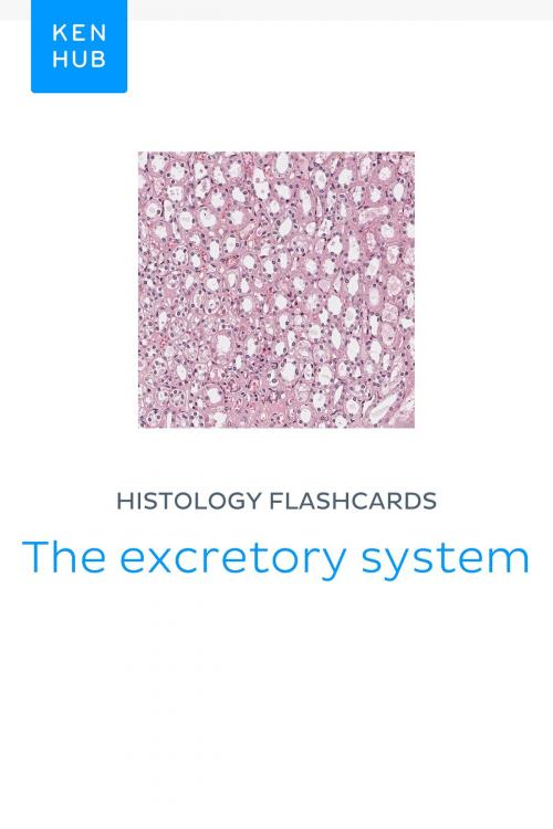 Cover of the book Histology flashcards: The excretory system by Kenhub, Kenhub