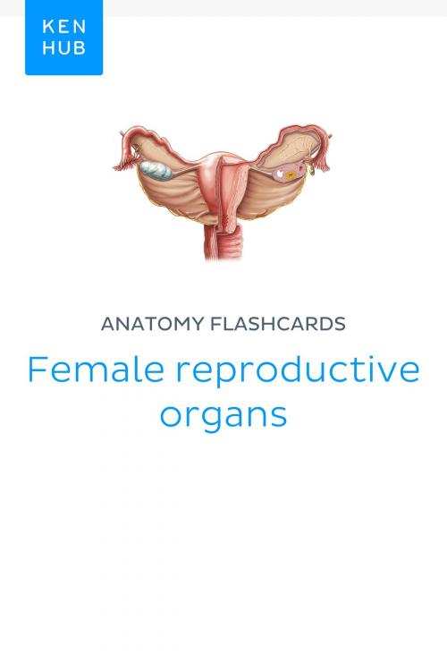 Cover of the book Anatomy flashcards: Female reproductive organs by Kenhub, Kenhub