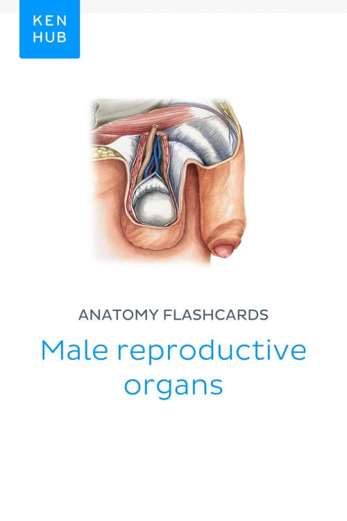Cover of the book Anatomy flashcards: Male reproductive organs by Kenhub, Kenhub
