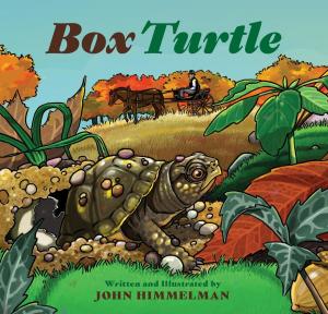 Cover of the book Box Turtle by Carmela LaVigna Coyle