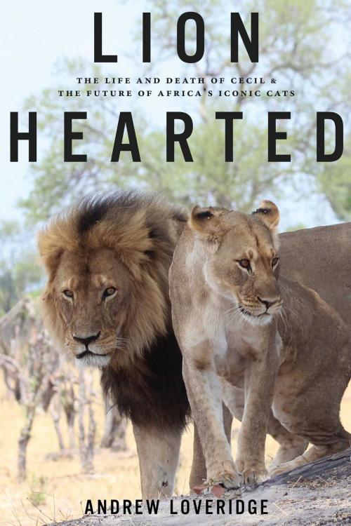 Cover of the book Lion Hearted by Andrew Loveridge, Regan Arts.