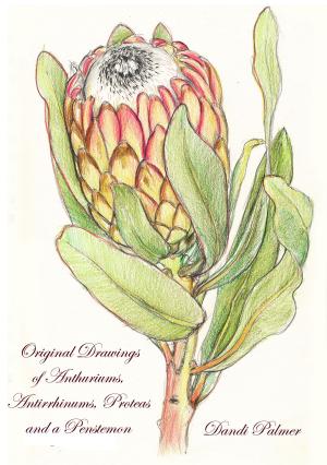 Book cover of Original Drawings of Anthuriums, Antirrhinums, Proteas and a Penstemon