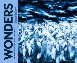 Cover of the book Wonders by Davide Cali