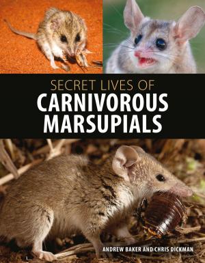 Book cover of Secret Lives of Carnivorous Marsupials