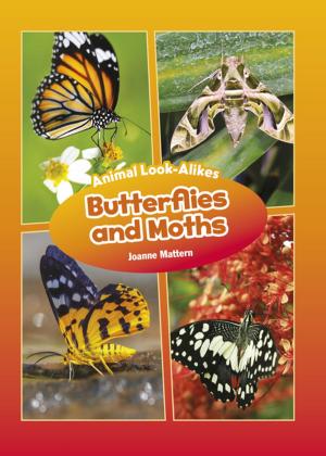 bigCover of the book Butterflies and Moths by 