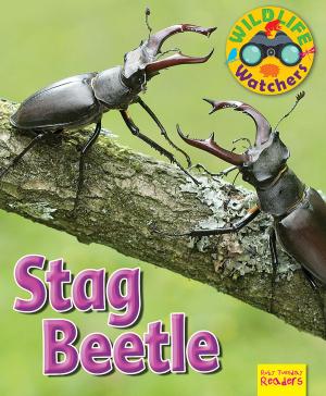 Book cover of Stag Beetle