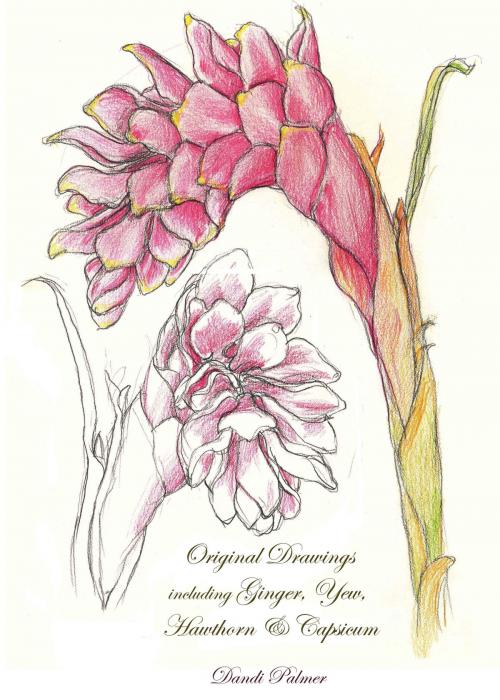 Cover of the book Original Drawings including Ginger, Yew, Hawthorn & Capsicum by Dandi Palmer, Dodo Books