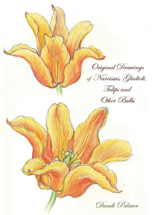 Cover of the book Original Drawings of Narcissus, Gladioli, Tulips and Other Bulbs by Dandi Palmer, Dodo Books