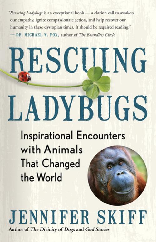 Cover of the book Rescuing Ladybugs by Jennifer Skiff, New World Library