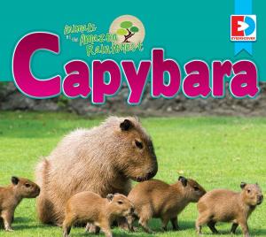 Cover of the book Animals of the Amazon Rainforest: Capybara by Katie Gillespie