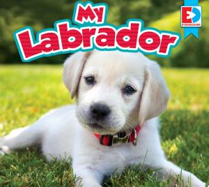 Book cover of My Labrador