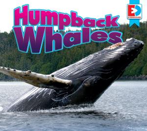 Cover of the book Humpback Whales by Linda Glaser