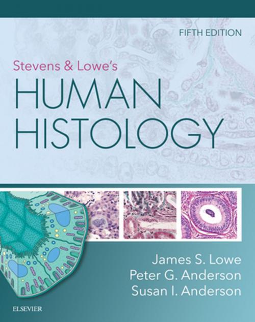 Cover of the book Stevens & Lowe's Human Histology - E-Book by James S. Lowe, BMedSci, BMBS, DM, FRCPath, Peter G. Anderson, DVM, PhD, Susan I. Anderson, BSc, M Med Sc, PhD, Elsevier Health Sciences