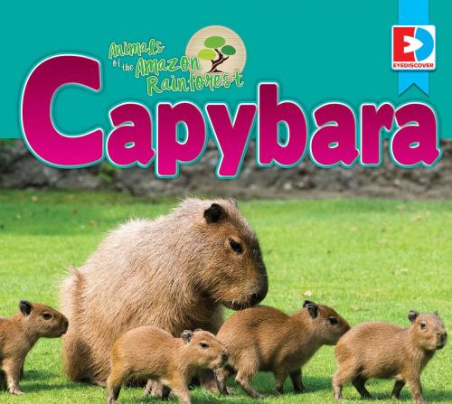 Cover of the book Animals of the Amazon Rainforest: Capybara by Katie Gillespie, Weigl Publishers Inc.