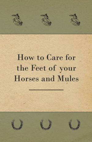 bigCover of the book How to Care for the Feet of your Horses and Mules by 