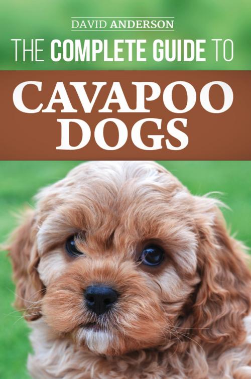 Cover of the book The Complete Guide to Cavapoo Dogs by David Anderson, LP Media