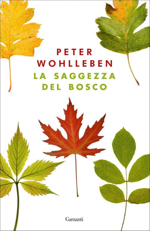 Cover of the book La saggezza del bosco by Peter Wohlleben, Garzanti