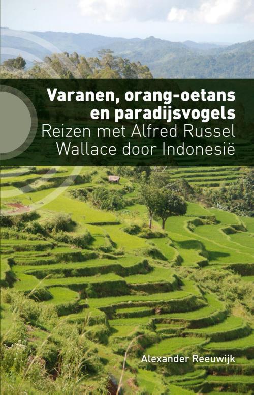 Cover of the book Varanen, orang-oetans en paradijsvogels by Alexander Reeuwijk, Kleine Uil, Uitgeverij