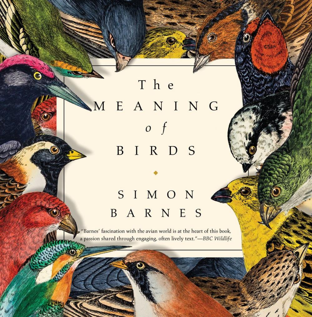 Big bigCover of The Meaning of Birds