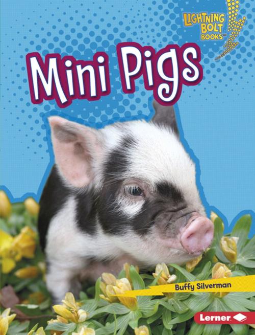 Cover of the book Mini Pigs by Buffy Silverman, Lerner Publishing Group