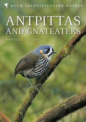 Cover of the book Antpittas and Gnateaters by Adam Ford