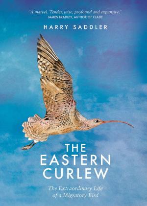 Cover of the book The Eastern Curlew by Kate Stephens, Ade Djajamihardja