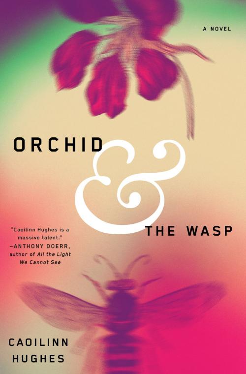 Cover of the book Orchid and the Wasp by Caoilinn Hughes, Crown/Archetype