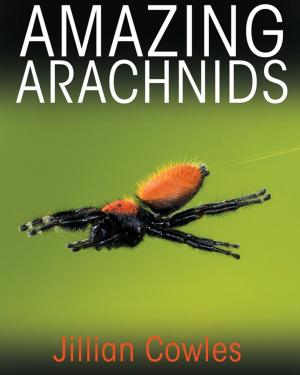 Cover of Amazing Arachnids