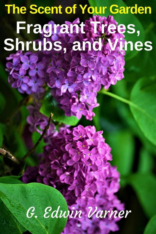 Cover of the book The Scent of Your Garden: Fragrant Trees, Shrubs, and Vines by G. Edwin Varner, Green Thumb Publications