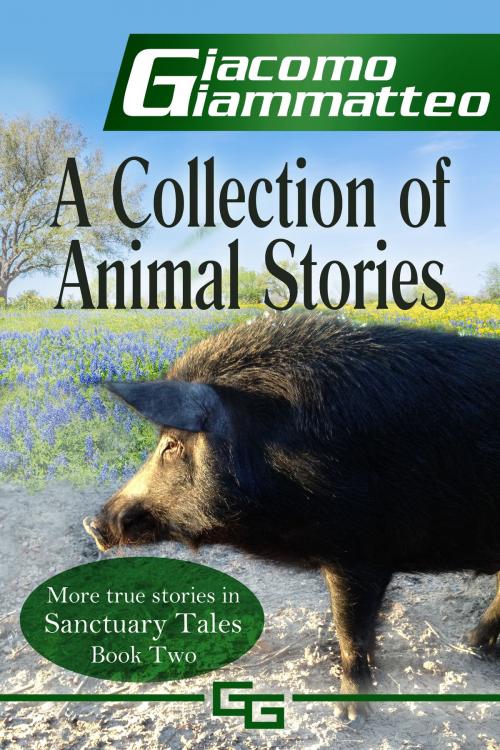 Cover of the book A Collection of Animal Stories, Sanctuary Tales II by Giacomo Giammatteo, Giacomo Giammatteo