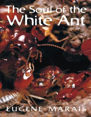 Cover of the book The Soul of the White Ant by Cassandra P. Lewis