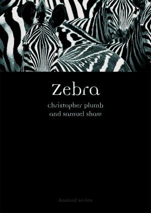 Book cover of Zebra