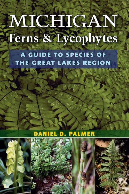 Cover of the book Michigan Ferns and Lycophytes by Daniel D Palmer, University of Michigan Press