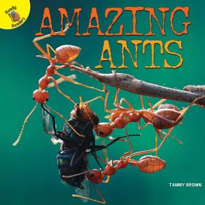 Cover of the book Amazing Ants by Anastasia Suen