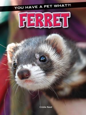 Cover of the book Ferret by Robin Koontz