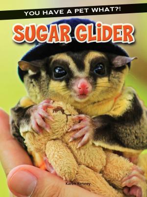 Cover of the book Sugar Glider by Meg Greve