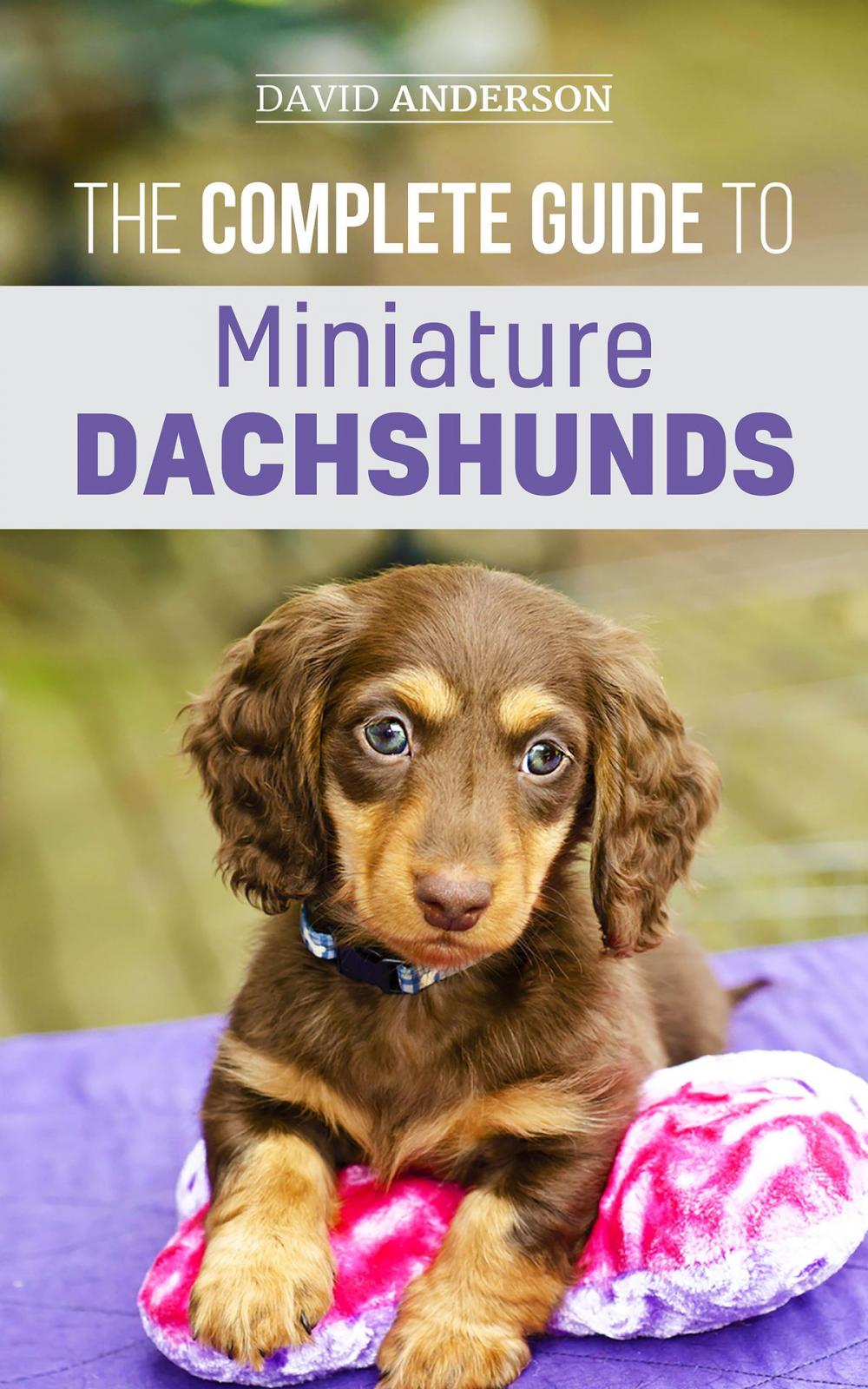 Big bigCover of The Complete Guide to Miniature Dachshunds