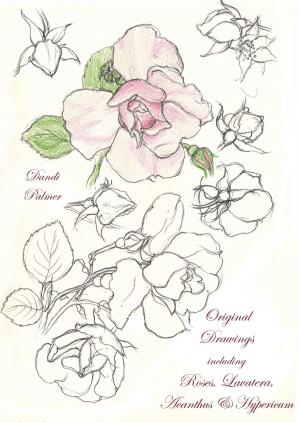 Cover of Original Drawings Including Roses, Lavatera, Acanthus and Hypericum
