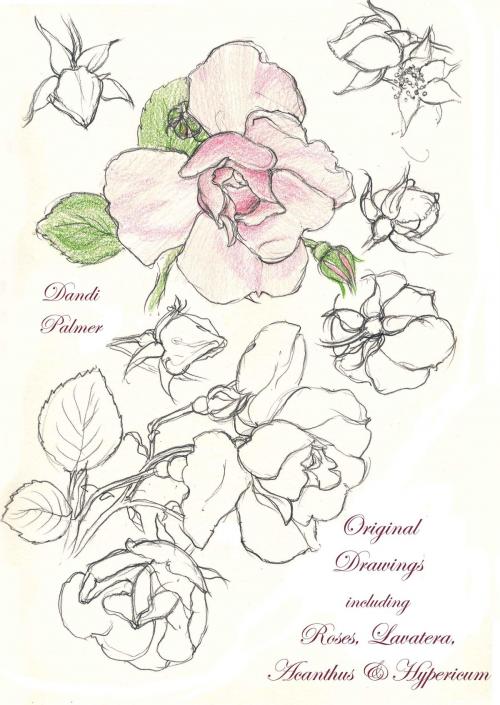 Cover of the book Original Drawings Including Roses, Lavatera, Acanthus and Hypericum by Dandi Palmer, Dodo Books