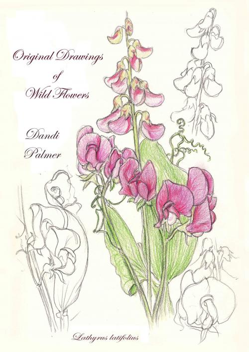 Cover of the book Original Drawings of Wild Flowers by Dandi Palmer, Dodo Books