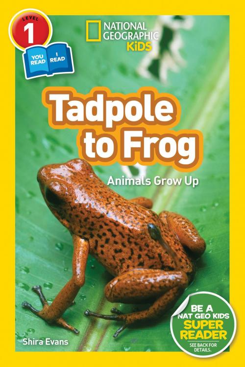 Cover of the book National Geographic Readers: Tadpole to Frog (L1/Co-reader) by Shira Evans, National Geographic Society